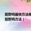 捉野鸡最快方法视频（捉野鸡方法）