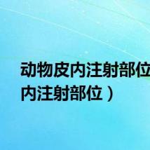 动物皮内注射部位（皮内注射部位）