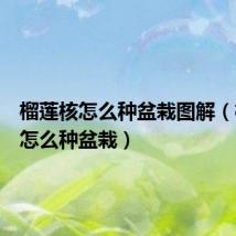 榴莲核怎么种盆栽图解(榴莲核怎么种盆栽)
