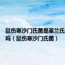 鼠伤寒沙门氏菌是革兰氏阴性菌吗(鼠伤寒沙门氏菌)