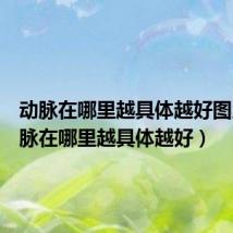 动脉在哪里越具体越好图片(动脉在哪里越具体越好)