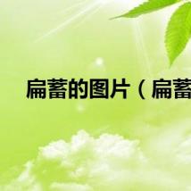 扁蓄的图片（扁蓄）