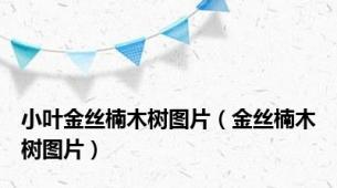 小叶金丝楠木树图片（金丝楠木树图片）