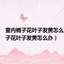 室内栀子花叶子发黄怎么办(栀子花叶子发黄怎么办)