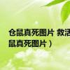 仓鼠真死图片 救活（仓鼠真死图片）