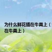 为什么鲜花插在牛粪上(鲜花插在牛粪上)
