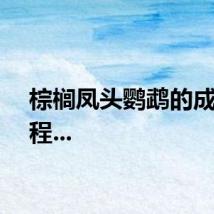 棕榈凤头鹦鹉的成长过程...