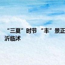 “三夏”时节 “丰”景正好丨临沂临沭