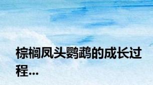 棕榈凤头鹦鹉的成长过程...