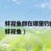 蚌背鱼群在哪里钓的多（蚌背鱼）