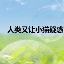 人类又让小猫疑惑了