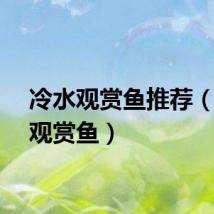 冷水观赏鱼推荐（冷水观赏鱼）
