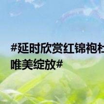 #延时欣赏红锦袍杜鹃花唯美绽放#