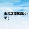 玉灵芝如意图片（玉灵芝）