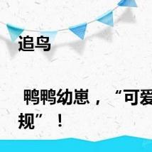 追鸟 | 鸭鸭幼崽，“可爱到犯规”！