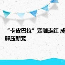 “卡皮巴拉”宠咖走红 成为学生解压新宠