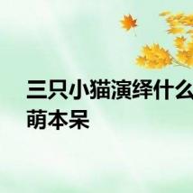 三只小猫演绎什么叫呆萌本呆