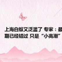 上海白蚁又泛滥了 专家:最佳分飞期已经错过 只是“小高潮”
