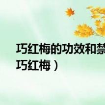 巧红梅的功效和禁忌（巧红梅）