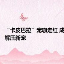 “卡皮巴拉”宠咖走红 成为学生解压新宠