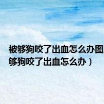 被够狗咬了出血怎么办图片(被够狗咬了出血怎么办)