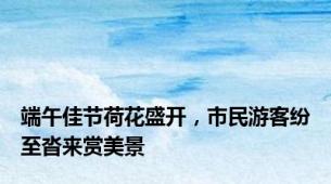 端午佳节荷花盛开，市民游客纷至沓来赏美景