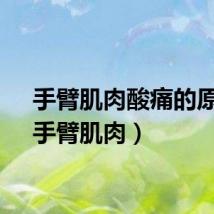 手臂肌肉酸痛的原因（手臂肌肉）