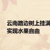 云南路边树上挂满芒果实现水果自由