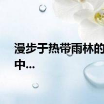 漫步于热带雨林的心跳中...