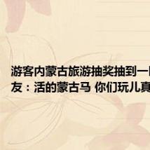 游客内蒙古旅游抽奖抽到一匹马 网友:活的蒙古马 你们玩儿真的