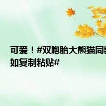 可爱!#双胞胎大熊猫同款睡姿如复制粘贴#