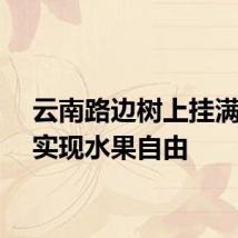 云南路边树上挂满芒果实现水果自由