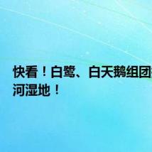 快看！白鹭、白天鹅组团打卡洛河湿地！
