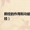 胆经的作用和功能（胆经）