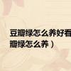 豆瓣绿怎么养好看（豆瓣绿怎么养）