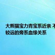 大熊猫宝力青宝系近亲 不实 是较远的旁系血缘关系