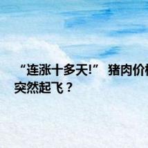 “连涨十多天!” 猪肉价格为何突然起飞?