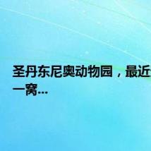 圣丹东尼奥动物园,最近迎来了一窝...