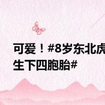 可爱！#8岁东北虎妈妈生下四胞胎#