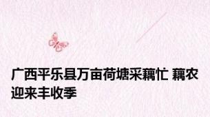 广西平乐县万亩荷塘采藕忙 藕农迎来丰收季