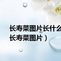长寿菜图片长什么样（长寿菜图片）
