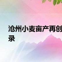 沧州小麦亩产再创新纪录