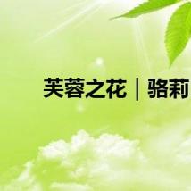 芙蓉之花｜骆莉