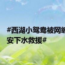 #西湖小鸳鸯被网缠住保安下水救援#