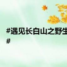 #遇见长白山之野生萌宠#