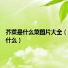 芥菜是什么菜图片大全（芥菜是什么）