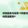 诗情画意鸟戏荷 #伴着诗意看杭州西湖美景#