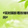 #延时摄影看玫瑰绽放瞬间#