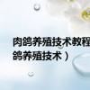 肉鸽养殖技术教程（肉鸽养殖技术）