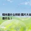 糙米是什么样的 图片大全（糙米是什么）